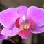 orkidea_rossa