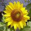 sunflower219