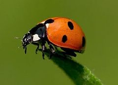 Immagine profilo di 4coccinella9