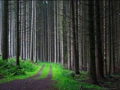 Immagine profilo di 4passinelbosco