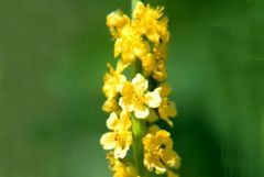 Immagine profilo di agrimony5