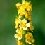 agrimony5