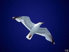 Immagine profilo di albatros_49