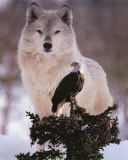 Immagine profilo di american-eagle