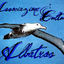 ass-albatros