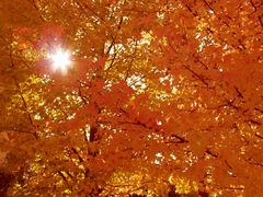 Immagine profilo di autunnonelcuore