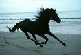 Immagine profilo di black-horse