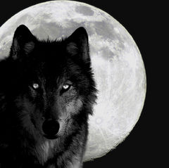 Immagine profilo di black.wolf62