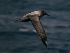 Immagine profilo di blackalbatros