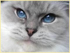 Immagine profilo di blue.eyess