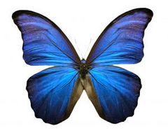 Immagine profilo di bluebutterfly88