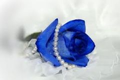 Immagine profilo di bluerose8