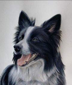 Immagine profilo di bordercollie76