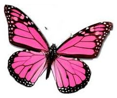 Immagine profilo di butterflypink27