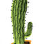 cactuspin