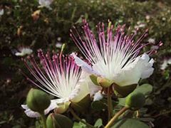 Immagine profilo di capparis.spinos