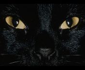 Immagine profilo di cat.black