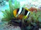 Immagine profilo di clownfish28