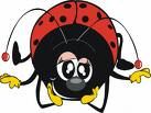 Immagine profilo di coccinella_348