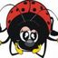 coccinella_348