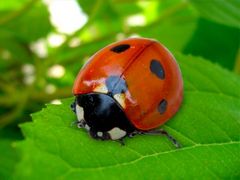 Immagine profilo di coccinellina70