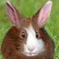 Immagine profilo di coniglietta_87