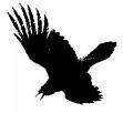 Immagine profilo di corvo-nero29