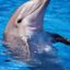 delfina-curiosa