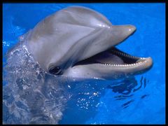 Immagine profilo di delfino1959rm