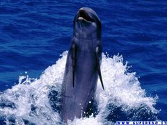 Immagine profilo di delfinooblu