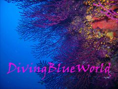 Immagine profilo di divingblueworld