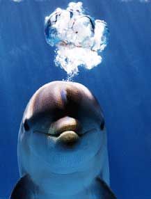 Immagine profilo di dolce-delfino
