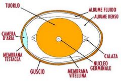 Immagine profilo di donato601