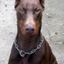 dott.dobermann