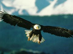 Immagine profilo di eagles_live