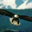 eagles_live