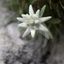 edelweissxte