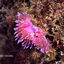 flabellina79