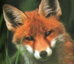 Immagine profilo di foxfid