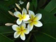 Immagine profilo di frangipani.loto
