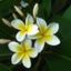 frangipani.loto