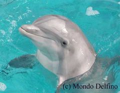 Immagine profilo di freedolphin21