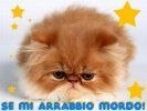 Immagine profilo di gattinasoffice7