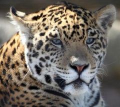Immagine profilo di giaguaro104