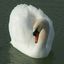 gloria.swan