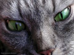 Immagine profilo di greeneyes-cat