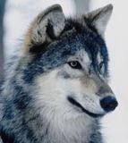 Immagine profilo di il.lupo1