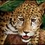king_jaguar
