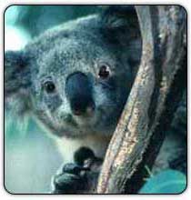 Immagine profilo di koala_morbidosa