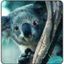 koala_morbidosa